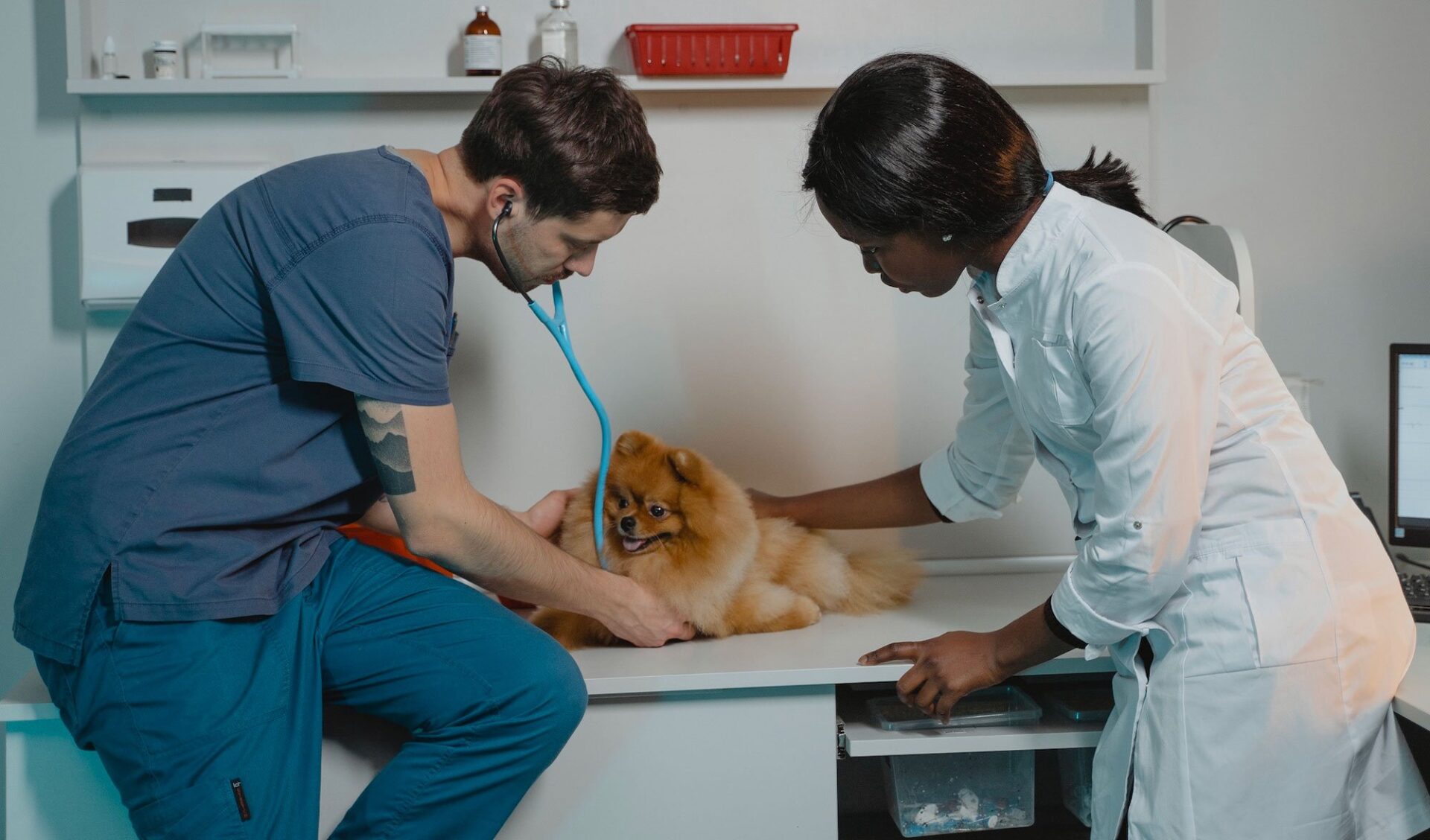 Cannabidiolo e Animali Domestici