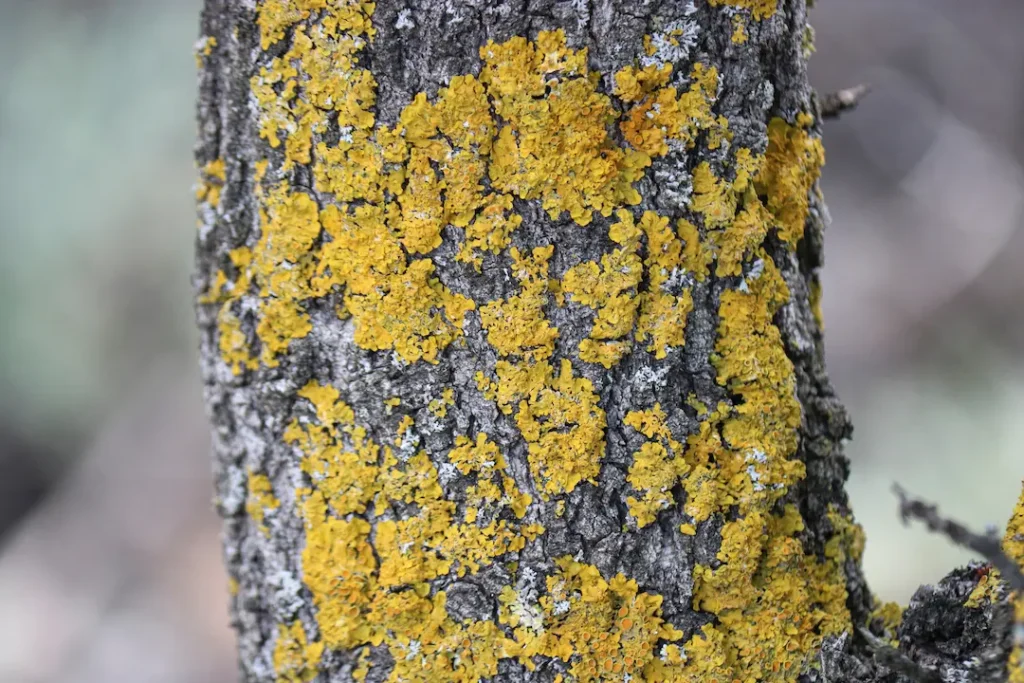 Lichene su albero 1024x683