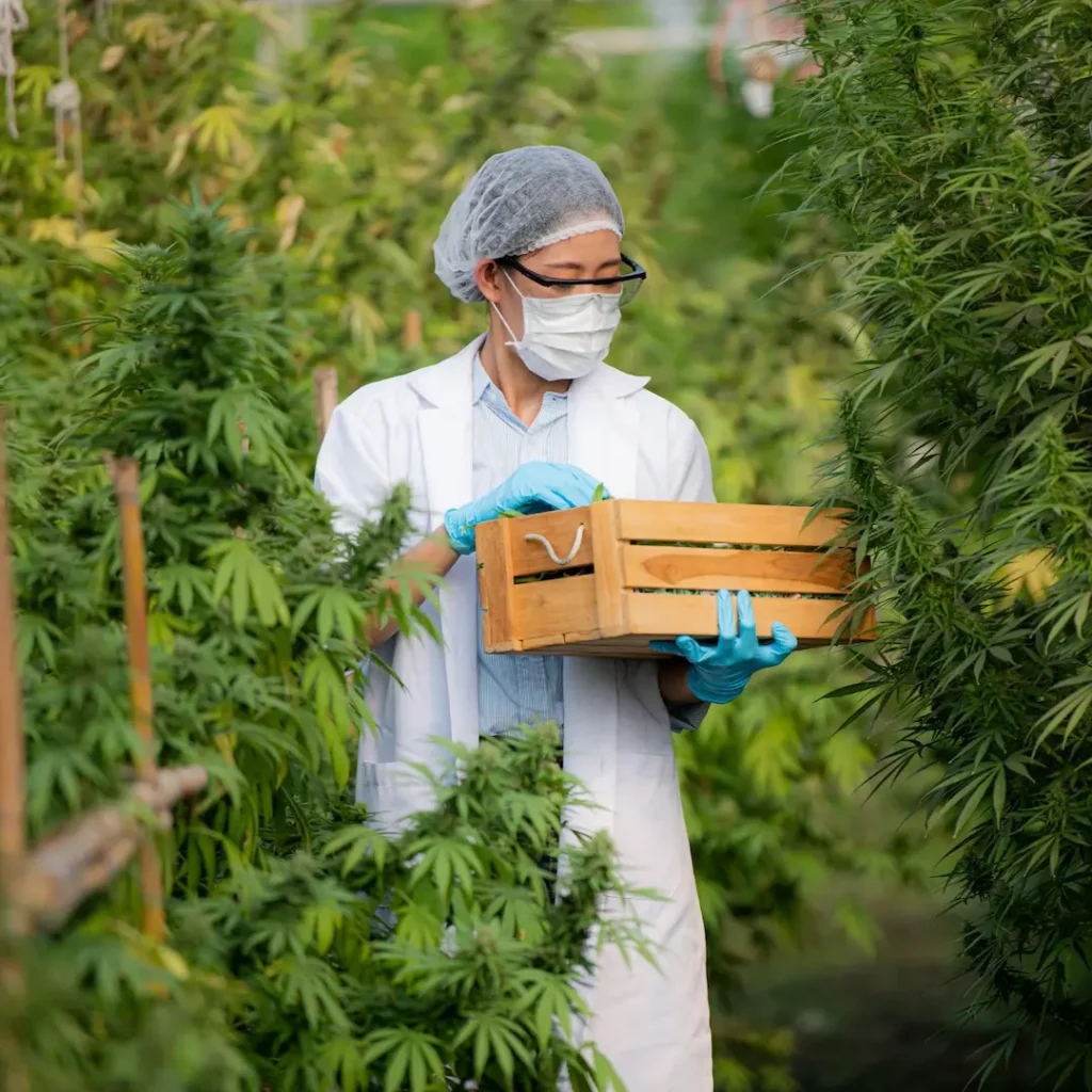 Piantagione di Cannabis industriale 1024x1024