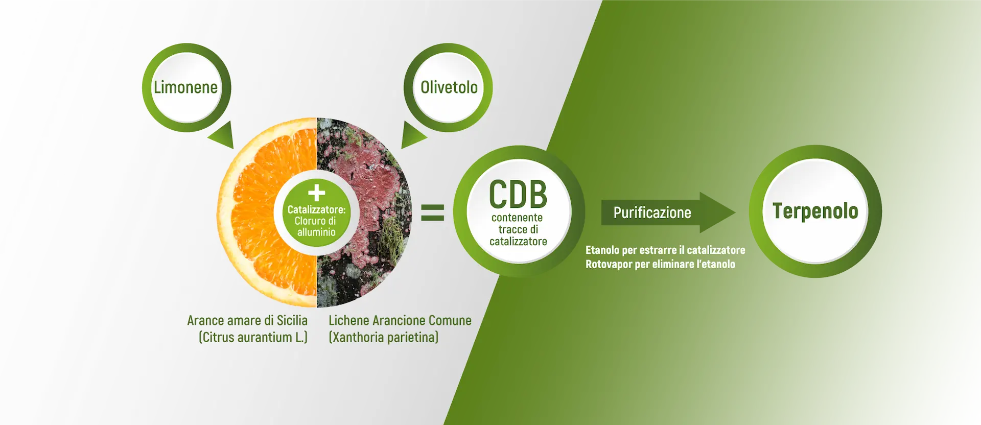 sintesi-del-terpenololo-infografica Sintesi del terpenololo infografica