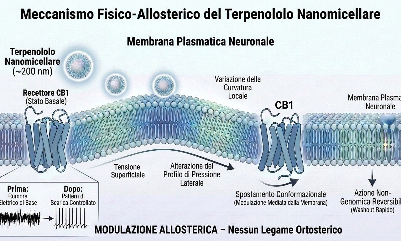 Figura-Terpenololo-come-Modulatore-Biofisico-della-Membrana-Neuronica.jpg Figura-Terpenololo-come-Modulatore-Biofisico-della-Membrana-Neuronica.jpg